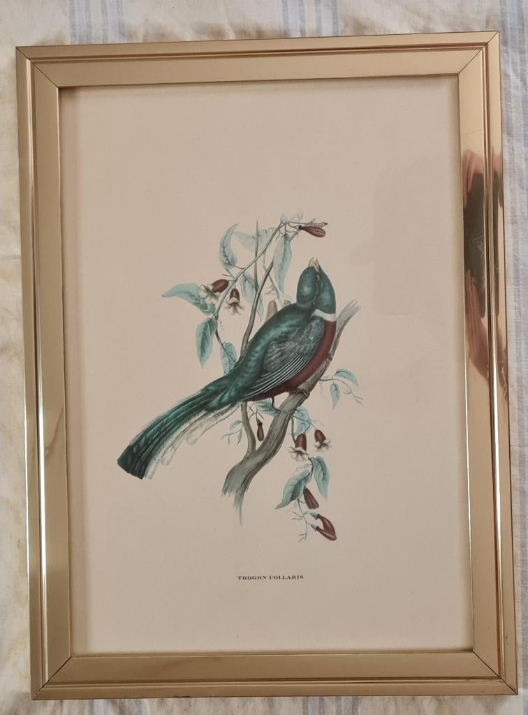Ingelijste Vogelprint – Trogon Collaris – Stijl John Gould, Minder dan 50 cm, Ophalen of Verzenden, Minder dan 50 cm, Print