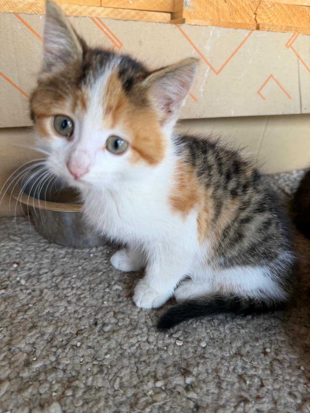 Kittens te koop, Dieren en Toebehoren