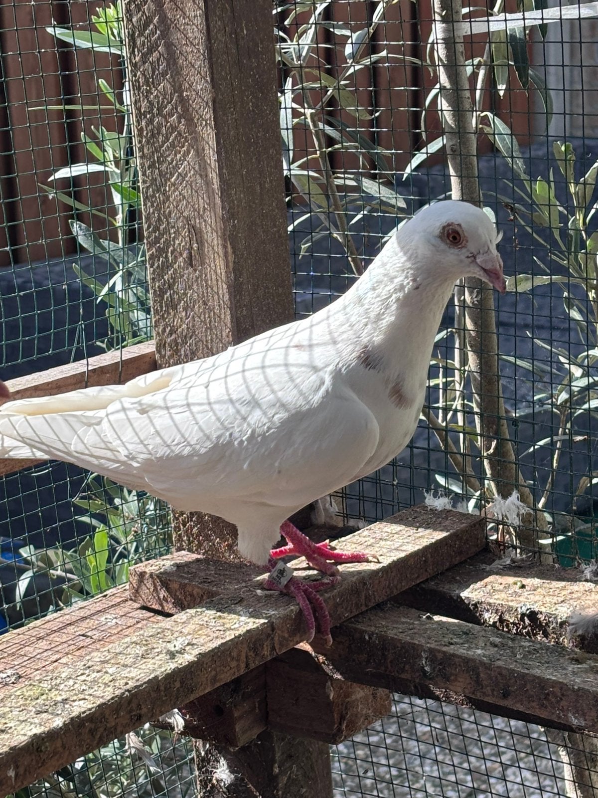 Postduiven, Meerdere dieren, Postduif