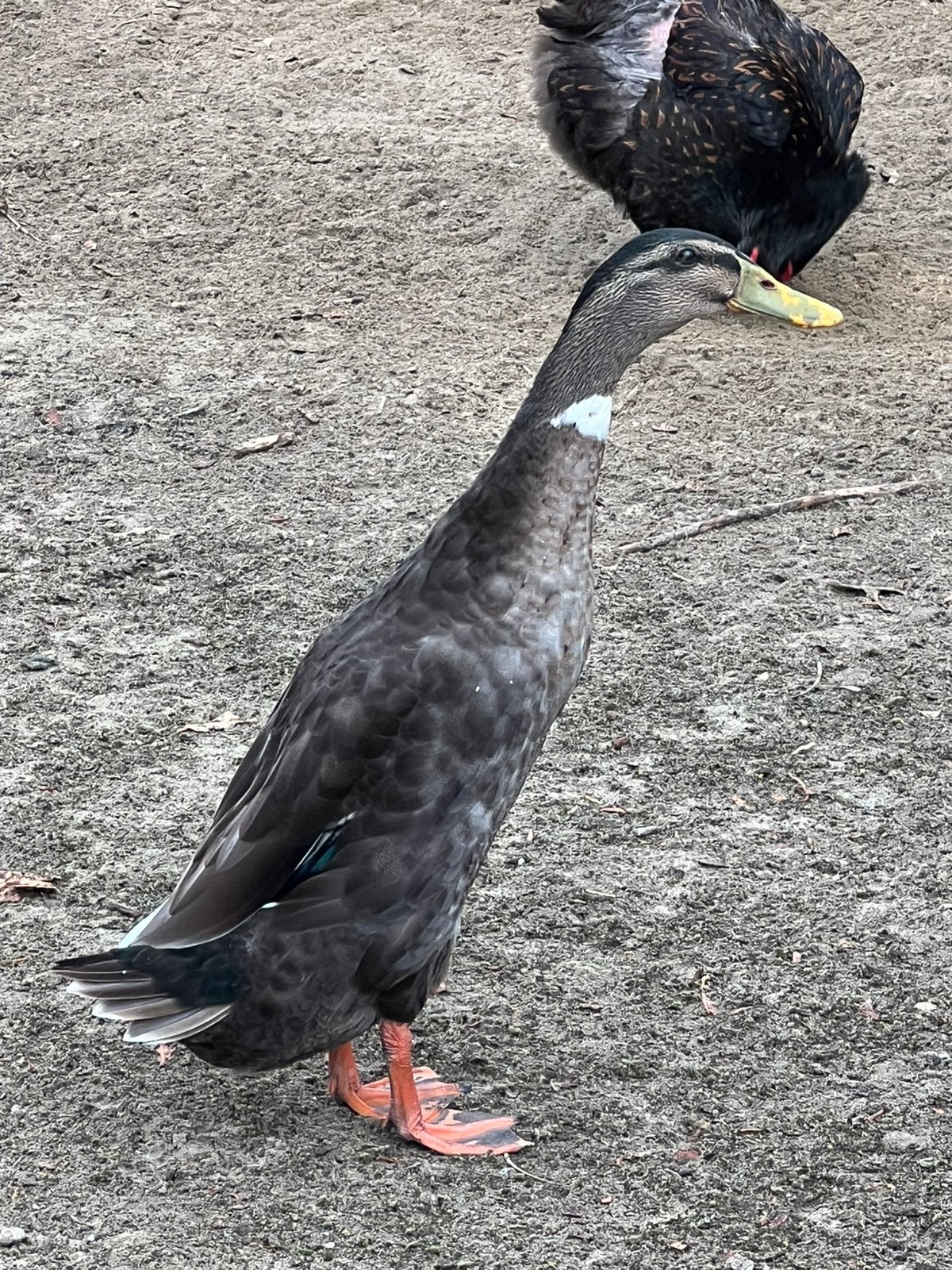 Loopeenden 5 euro stuk, Meerdere dieren, Eend