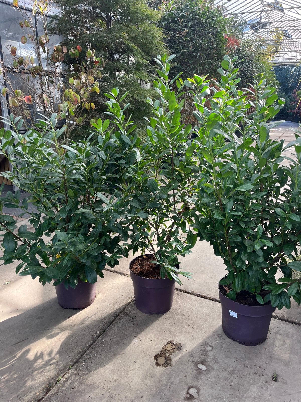Prunus caucasica - Kaukasische laurierkers, Overige soorten, Volle zon, Vaste plant, Ophalen of Verzenden