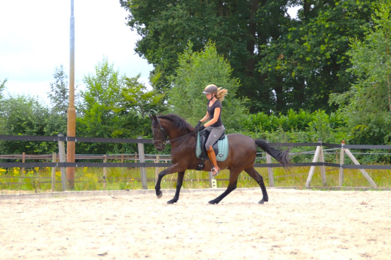 Werklustige en brave Lusitano kruising | M1 | 12 jr | 1.55m, Dieren en Toebehoren, Pony's, Ruin, M, 11 jaar of ouder, Gechipt