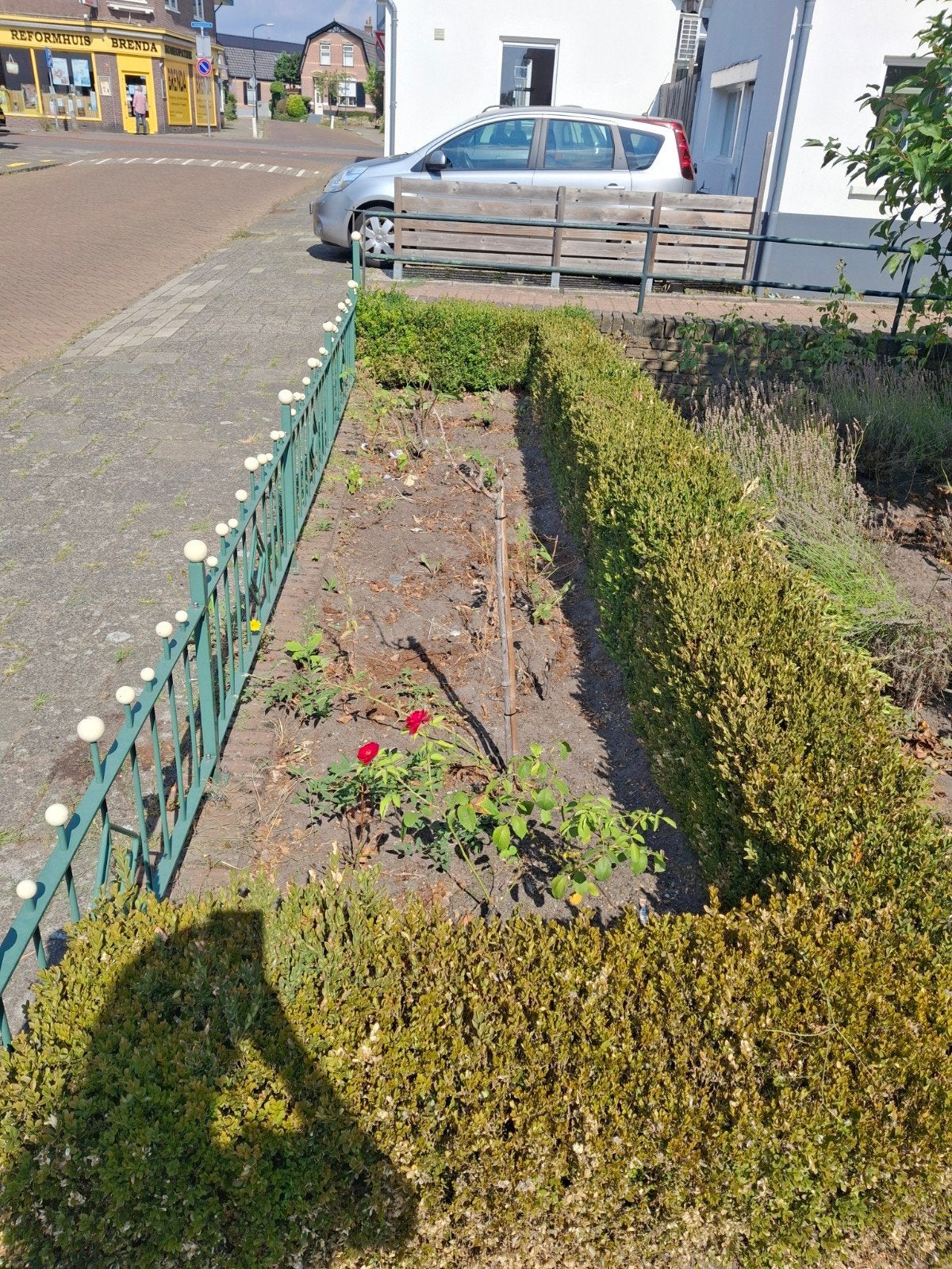 Gratis Buxus planten, Overige soorten, Vaste plant, Ophalen of Verzenden, Bloeit niet