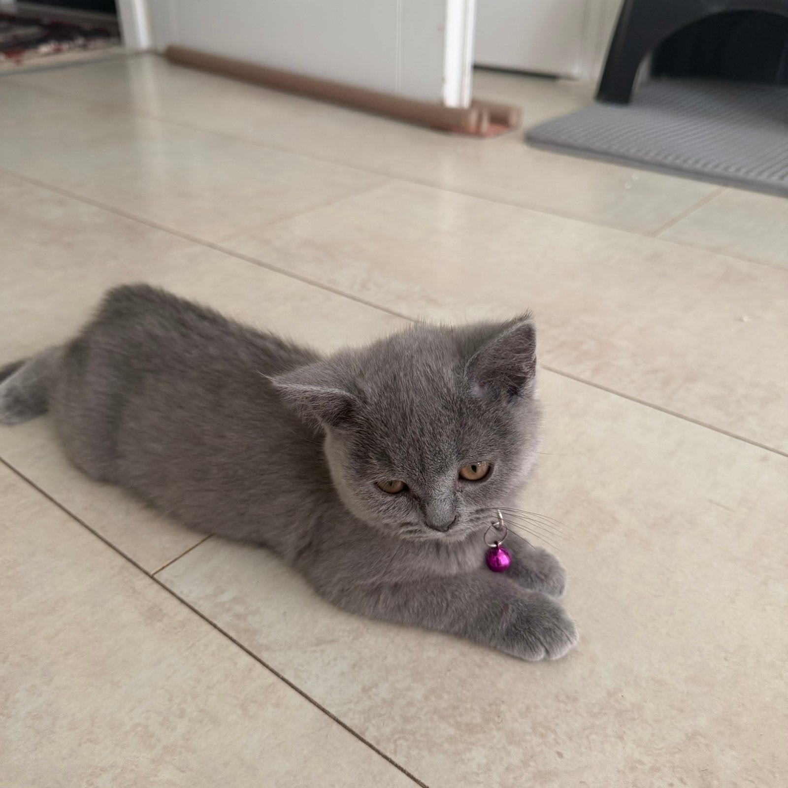 Britse korthaar Kitten, Poes