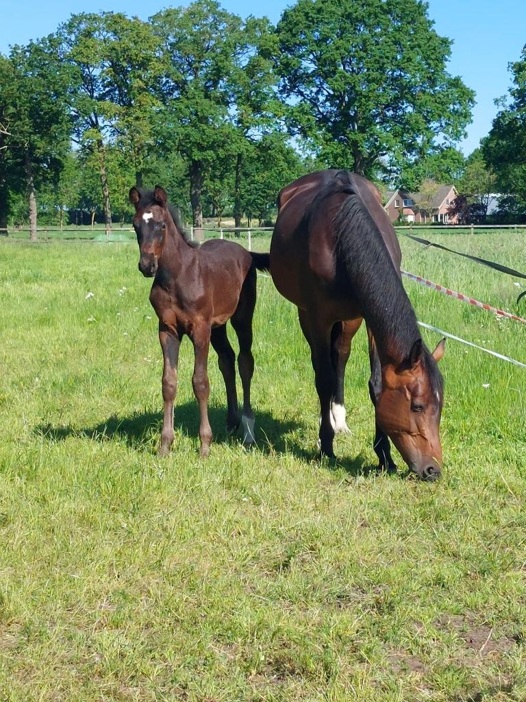 Springveulens van Big Star, Cornet Obolensky, Chacco Blue, Dieren en Toebehoren, Paarden, Springpaard, Met stamboom, Niet van toepassing