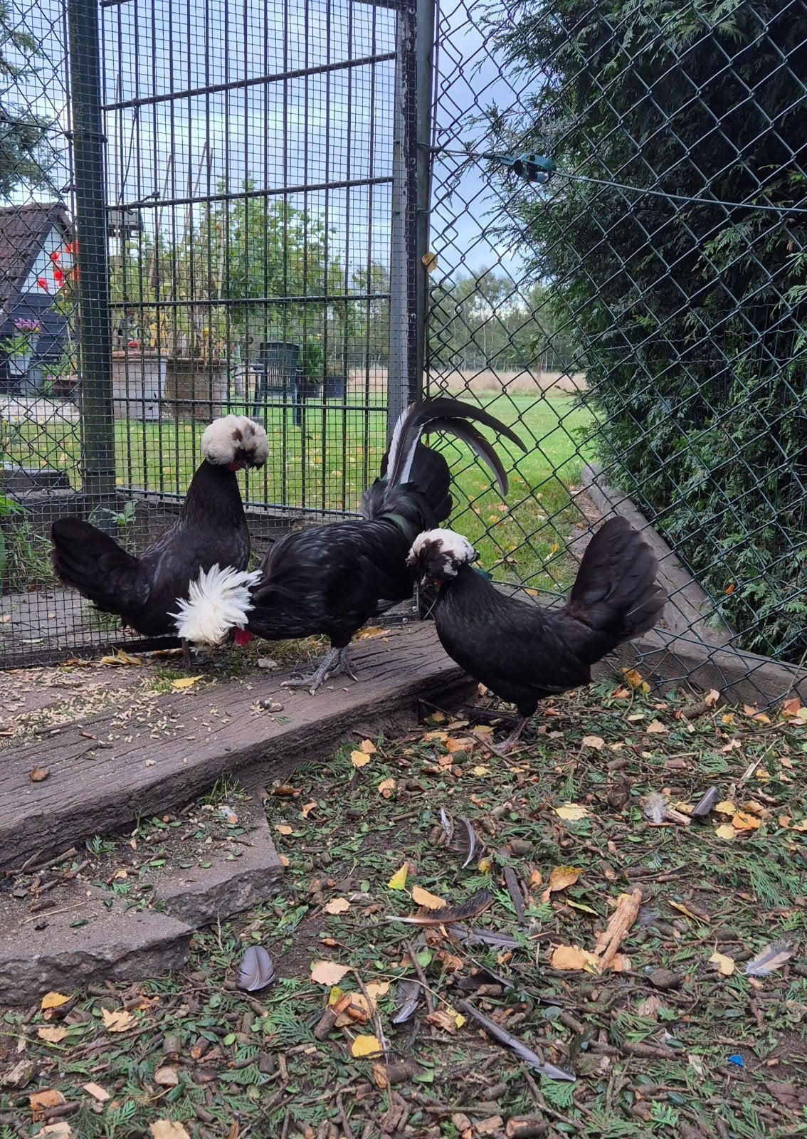 1-2 Hollands Kuifhoen, 2026, Dieren en Toebehoren, Meerdere dieren, Kip