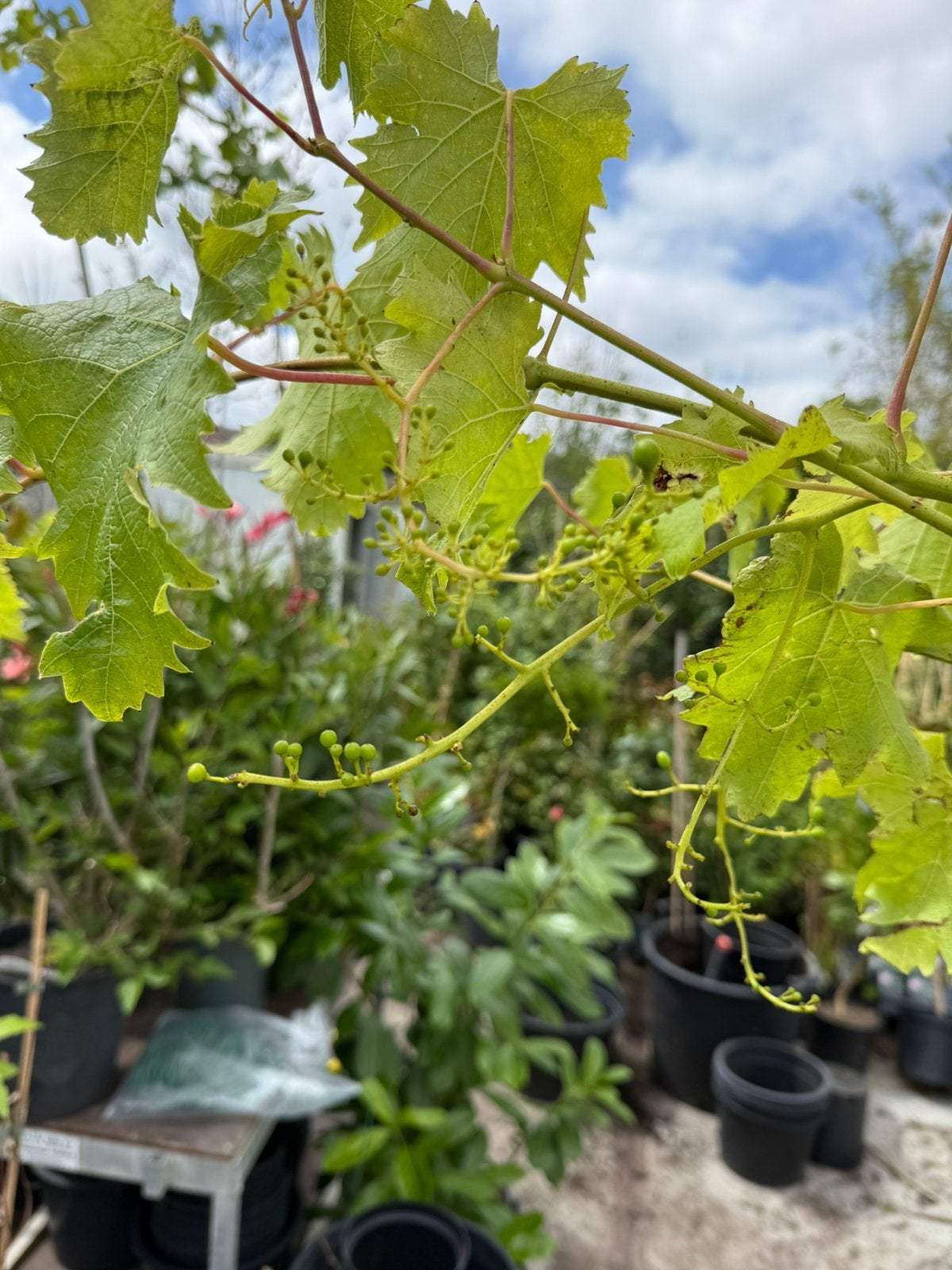 Druiven planten 200cm + tafeldruiven kleur blauw 29,95, Ophalen, Volle zon, Vaste plant, Zomer