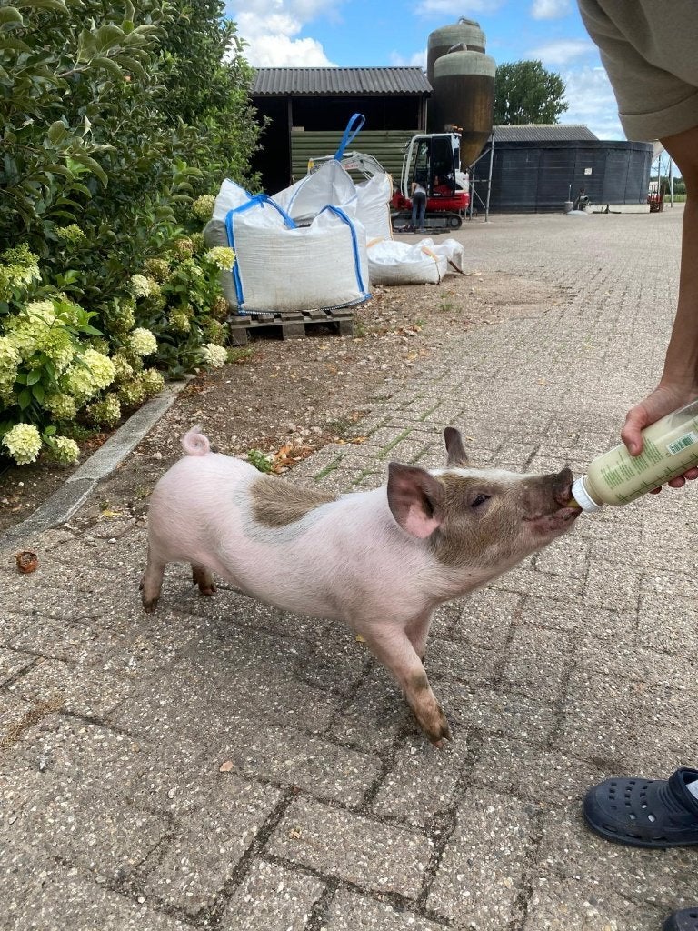 tam big aangeboden, Vrouwelijk, Varken