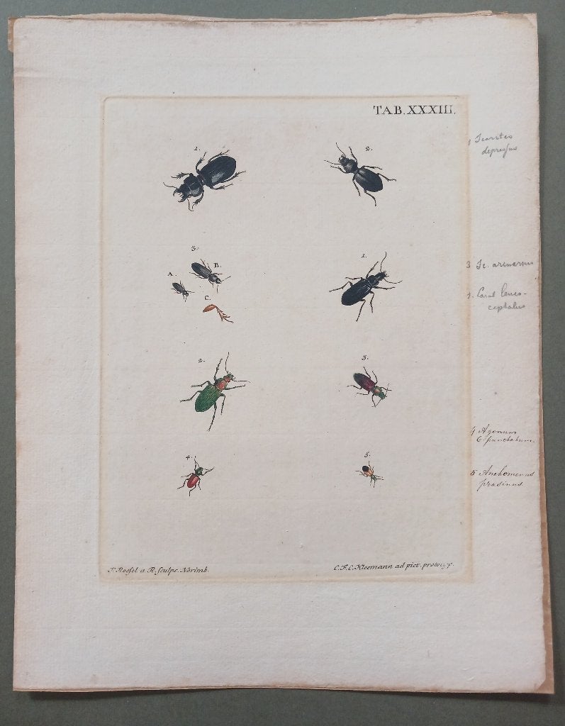 Gravure taxonomie torren J.E. Voet C.F.C. Kleemann P Roefel, 1800 - 1899, Verzenden, Blanco verso, Gravure