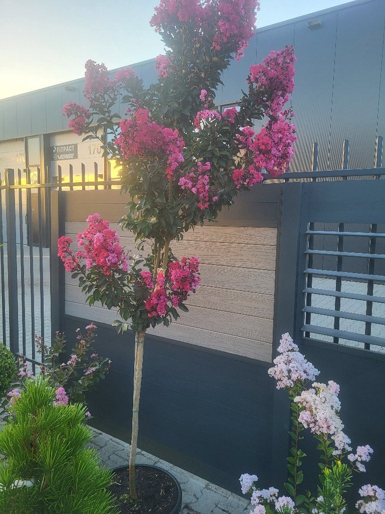 Lagerstroemia indica "Double Dynamite", Tuin en Terras, Planten | Bomen, Ophalen of Verzenden, 100 tot 250 cm, Zomer, Volle zon