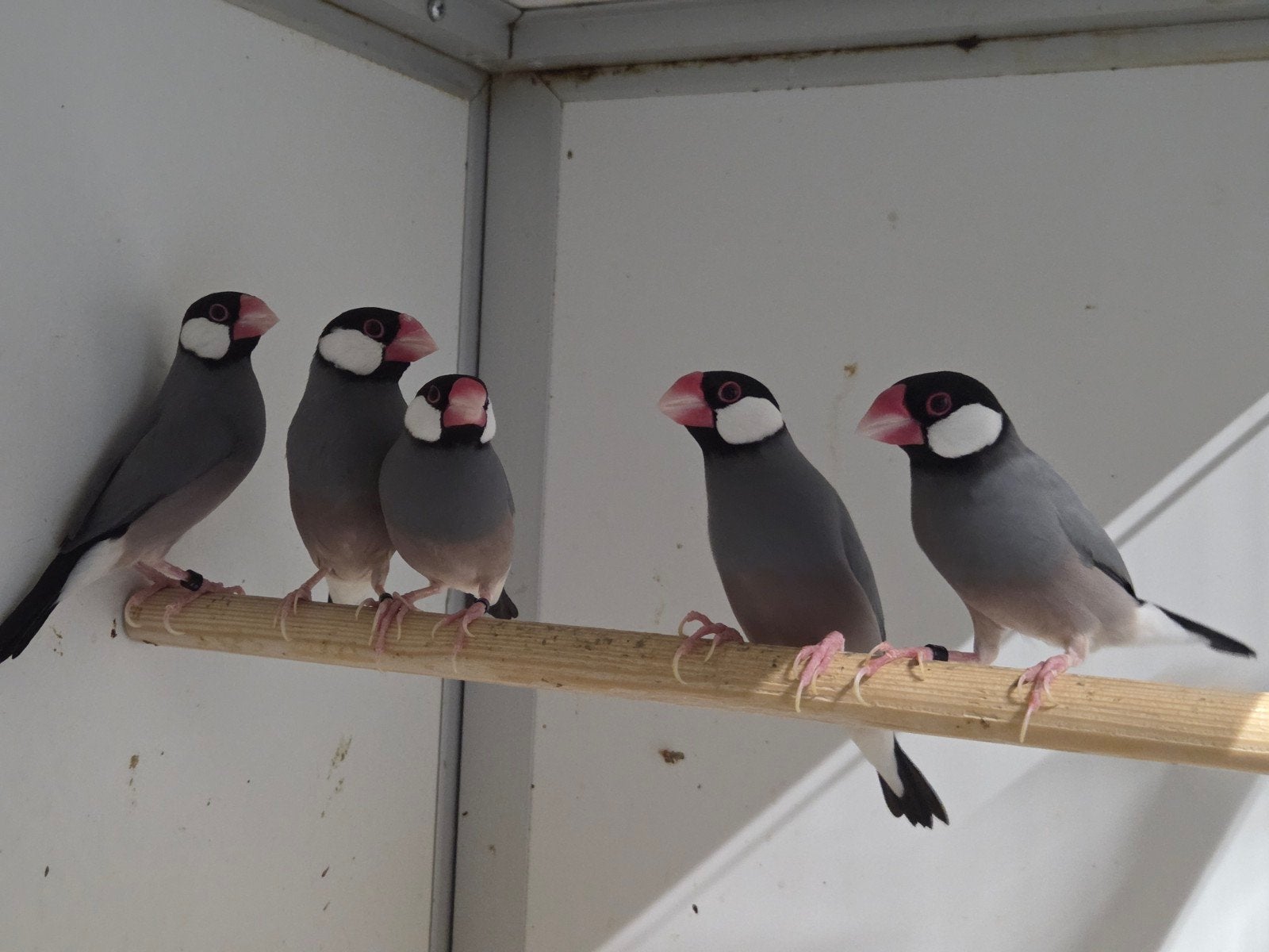 Rijstvogels, Meerdere dieren, Geringd