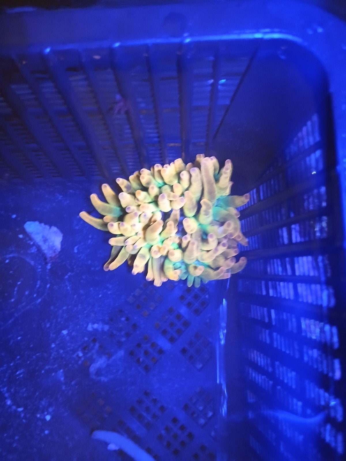 Entacmea quadricolor, Dieren en Toebehoren, Slak of Weekdier, Zoutwatervis