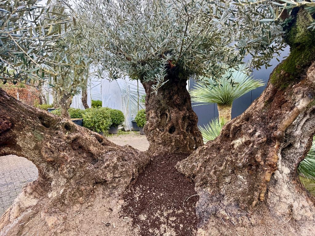 Mega bonsai olijfboom triple stam, 140/160 stamomtrek., Olijfboom, 250 tot 400 cm, Zomer, Ophalen