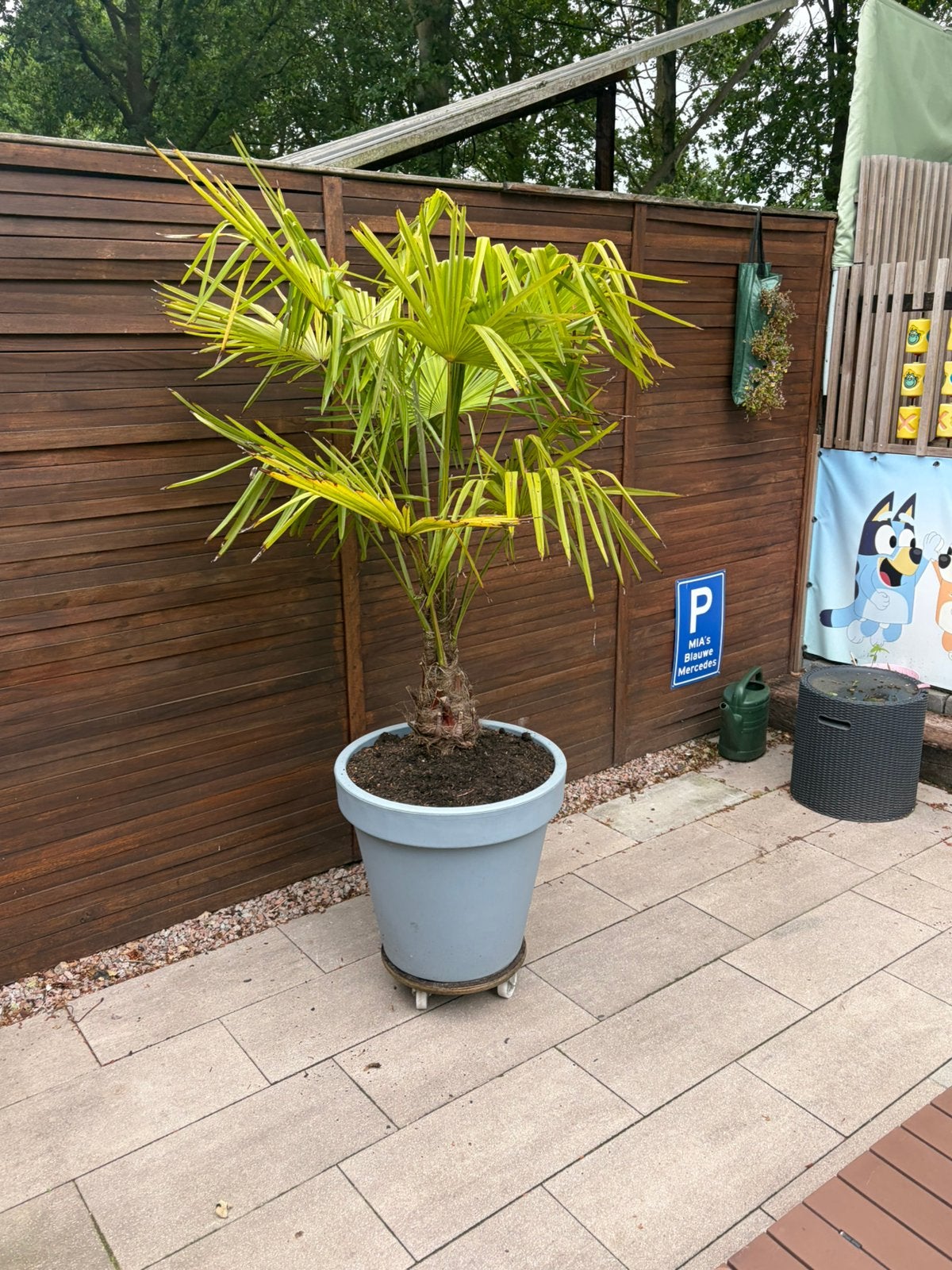Palm in pot op verrijdbaar plateautje, 100 tot 250 cm, Zomer, Palmboom, Ophalen
