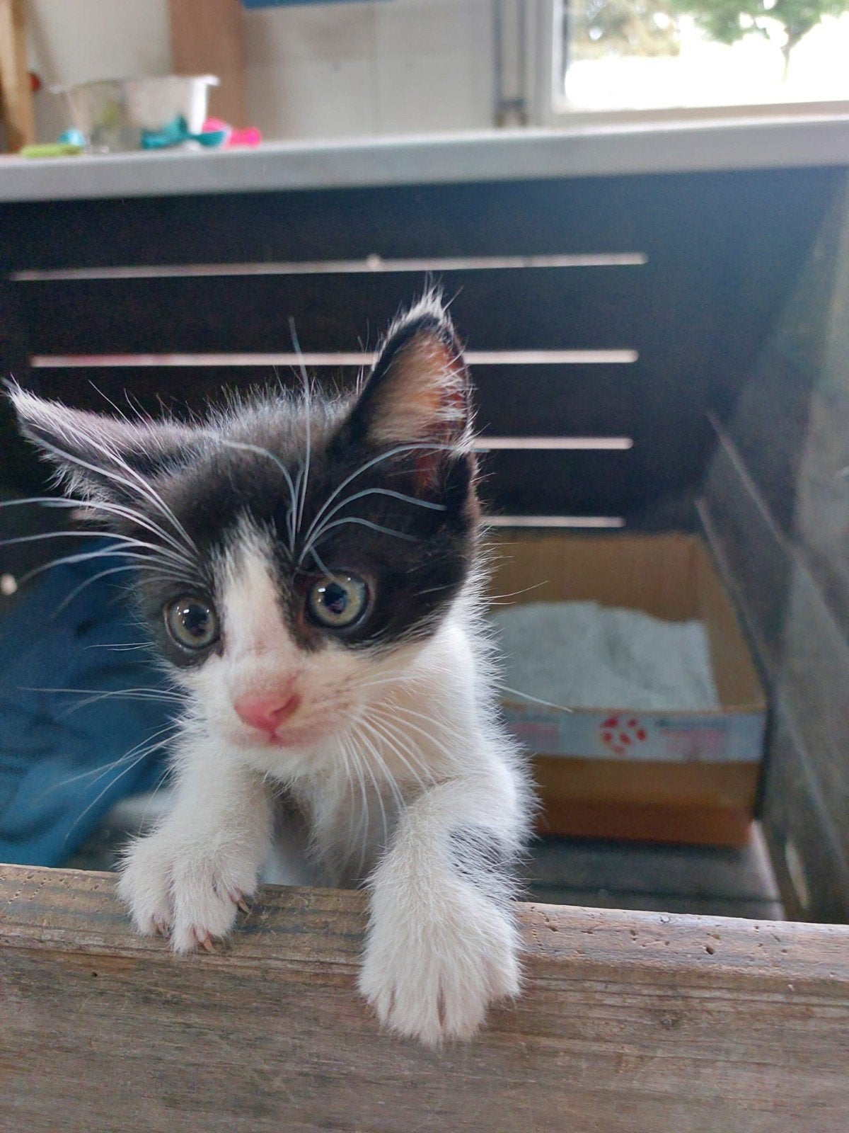 kittens, Dieren en Toebehoren, Meerdere dieren