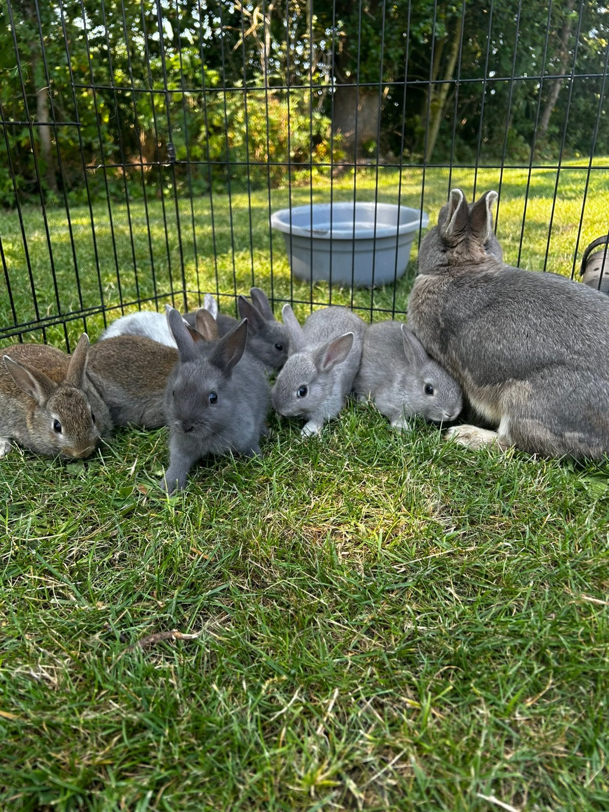 Jonge konijnen, nog 2 beschikbaar, Dieren en Toebehoren, Meerdere dieren, Klein, 0 tot 2 jaar
