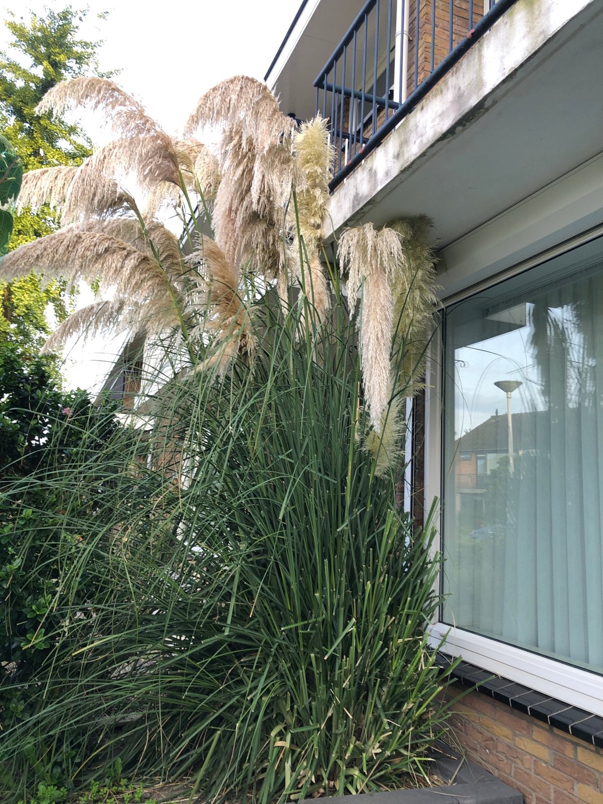 Gratis Pampasgras - Zelf uitgraven, Volle zon, Vaste plant, Siergrassen, Ophalen of Verzenden