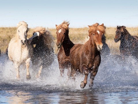 Verzorgpony gezocht omgeving Harderwijk! :), Ophalen