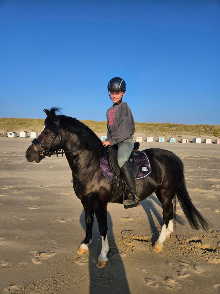 A pony met extra looks en zeer fijn karakter, Dieren en Toebehoren, Pony's, Ruin, B, A pony (tot 1.17m), 11 jaar of ouder