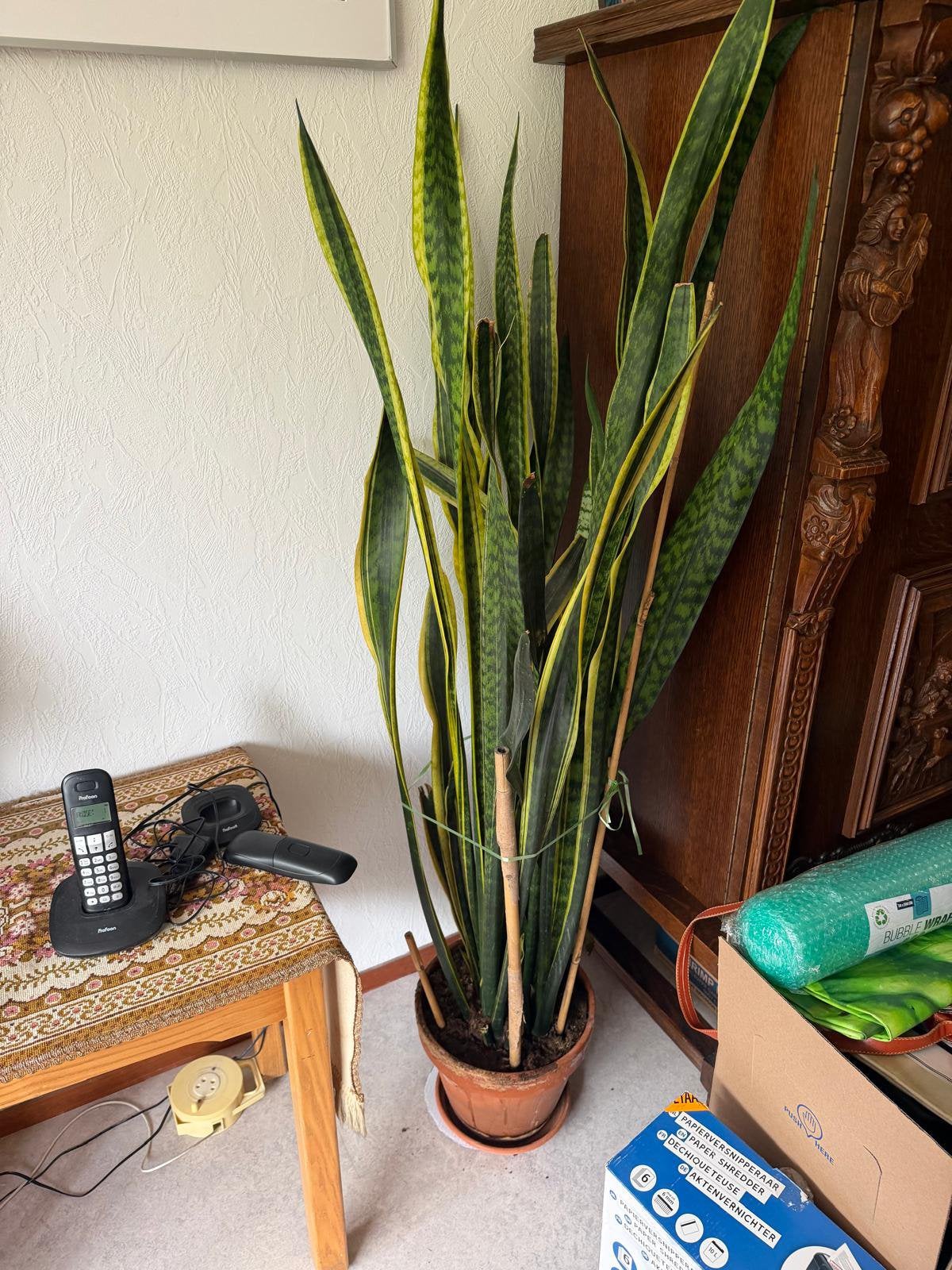 2 sanseveria groot!, Ophalen, Halfschaduw, Minder dan 100 cm