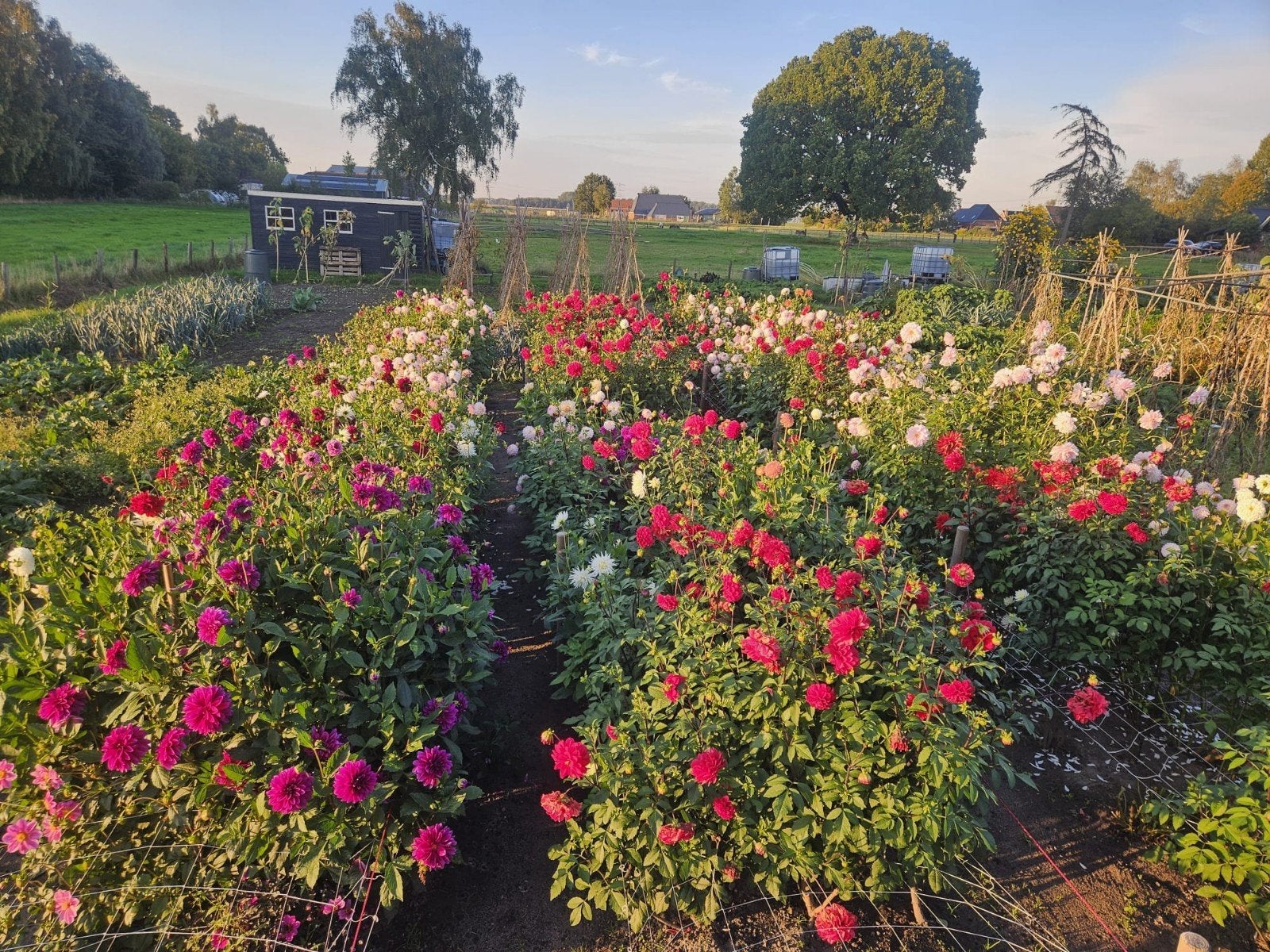 Partij dahliaknollen – roze en rood (1,5 krat)., Ophalen of Verzenden, Voorjaar, Volle zon, Knol