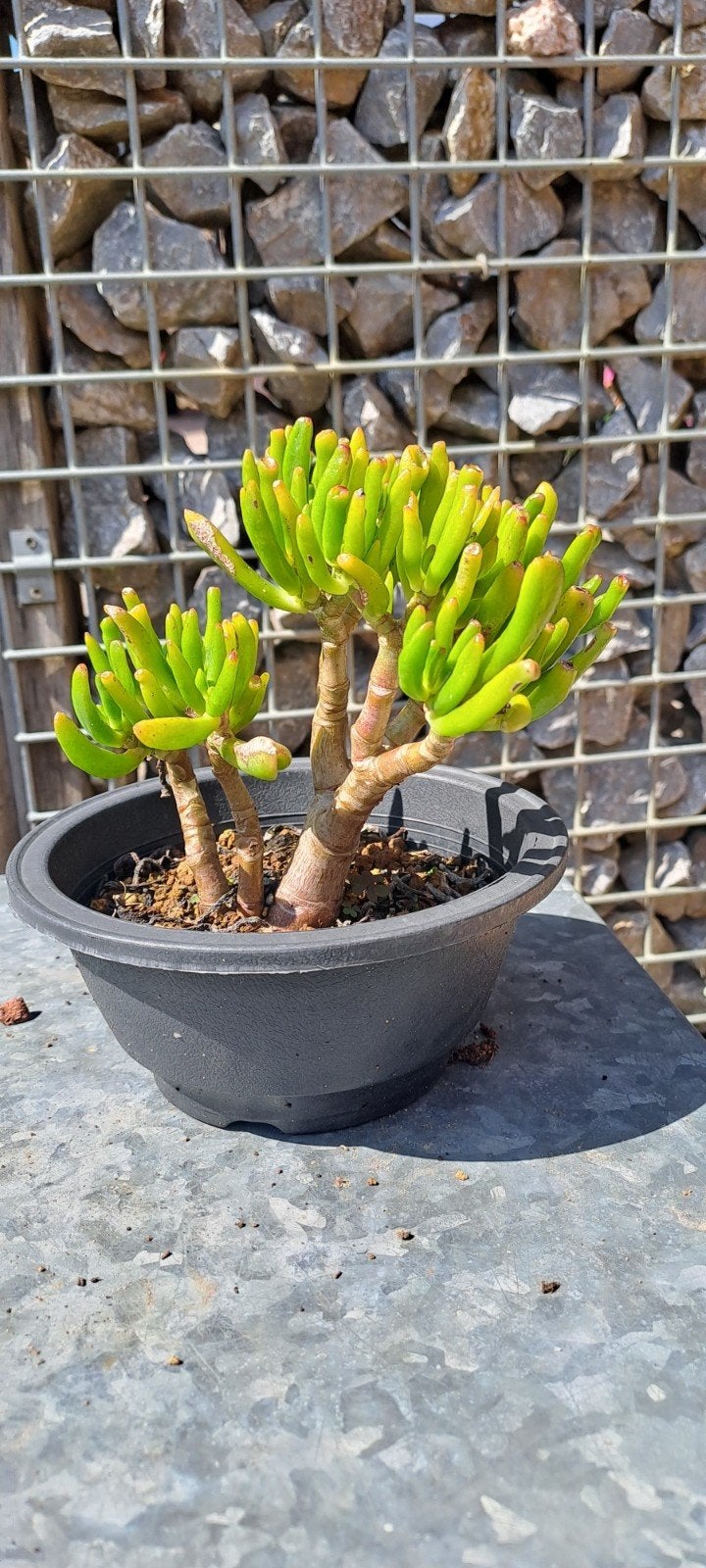 Bonsai crasula 2, Ophalen, Overige soorten, Volle zon