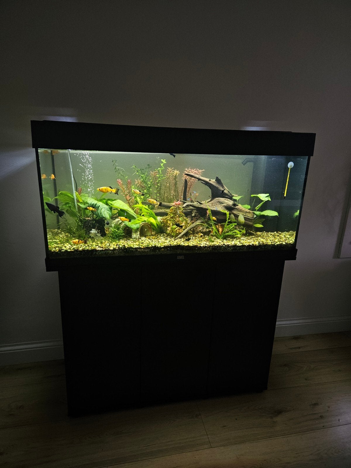 Volledig Aquarium (uit 2026, ter overname), Ophalen, Inclusief vissen, Juwel, Gevuld zoetwateraquarium