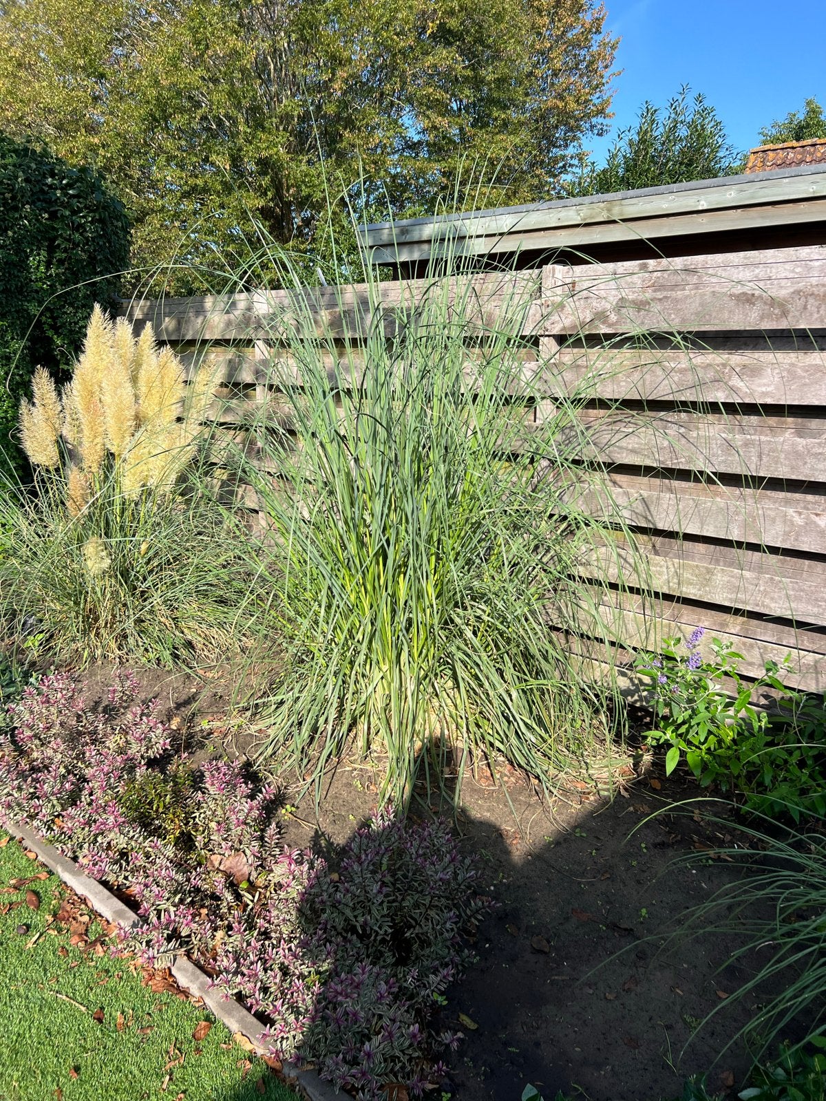 Grote Pampasgras met roze pluimen (zelf uitgraven), Ophalen, Vaste plant, Siergrassen