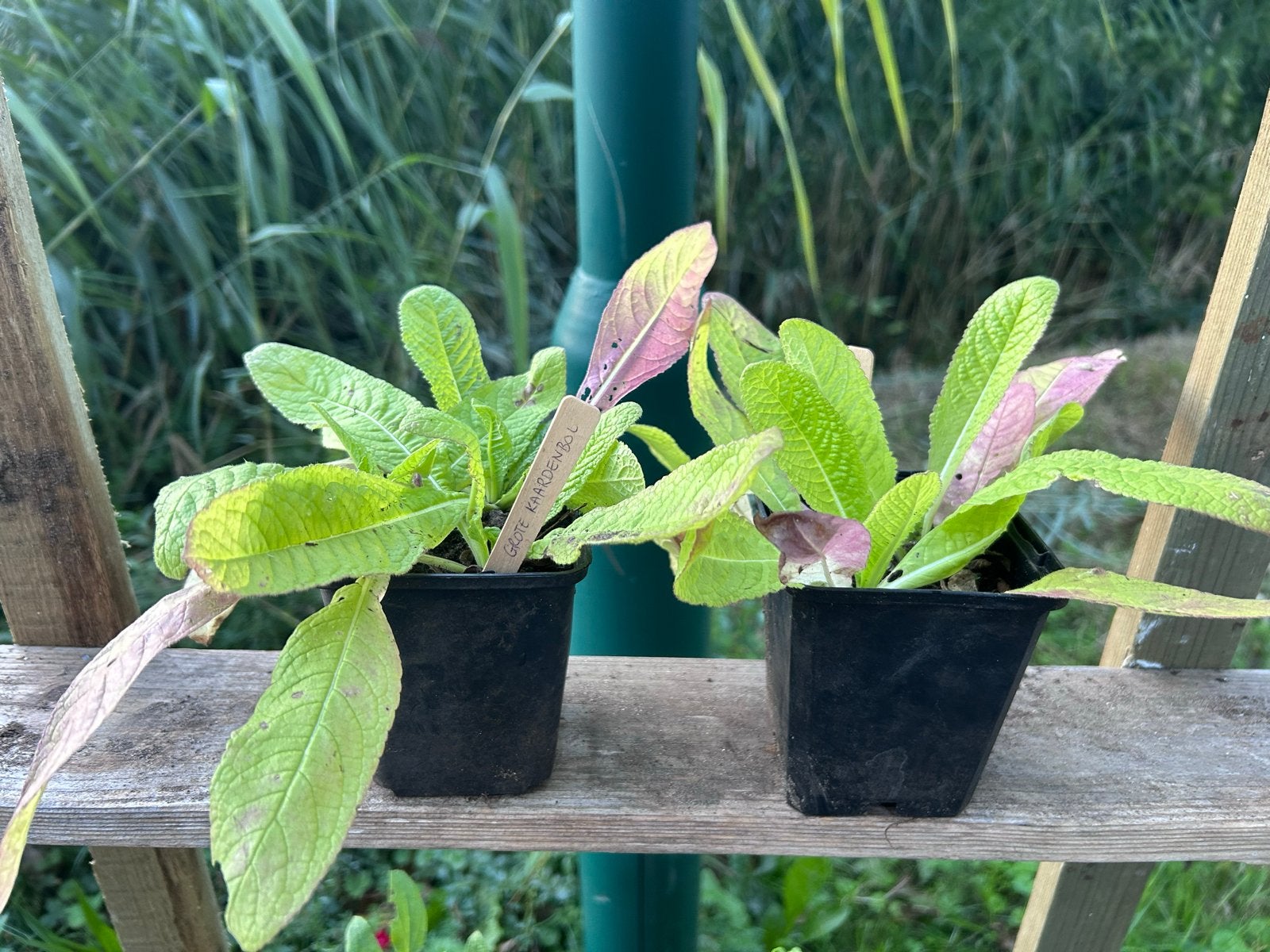 🌱 Biologische grote kaardenbol 🌱, Volle zon, Tweejarig, Zomer, Ophalen