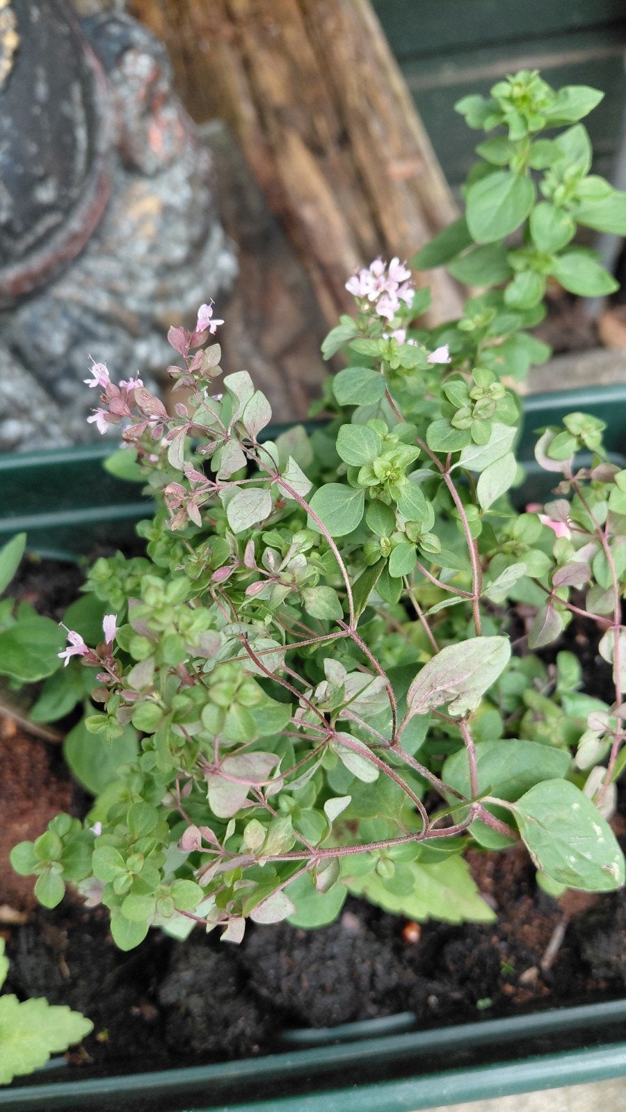 biologisch opgekweekte oregano, Ophalen, Volle zon