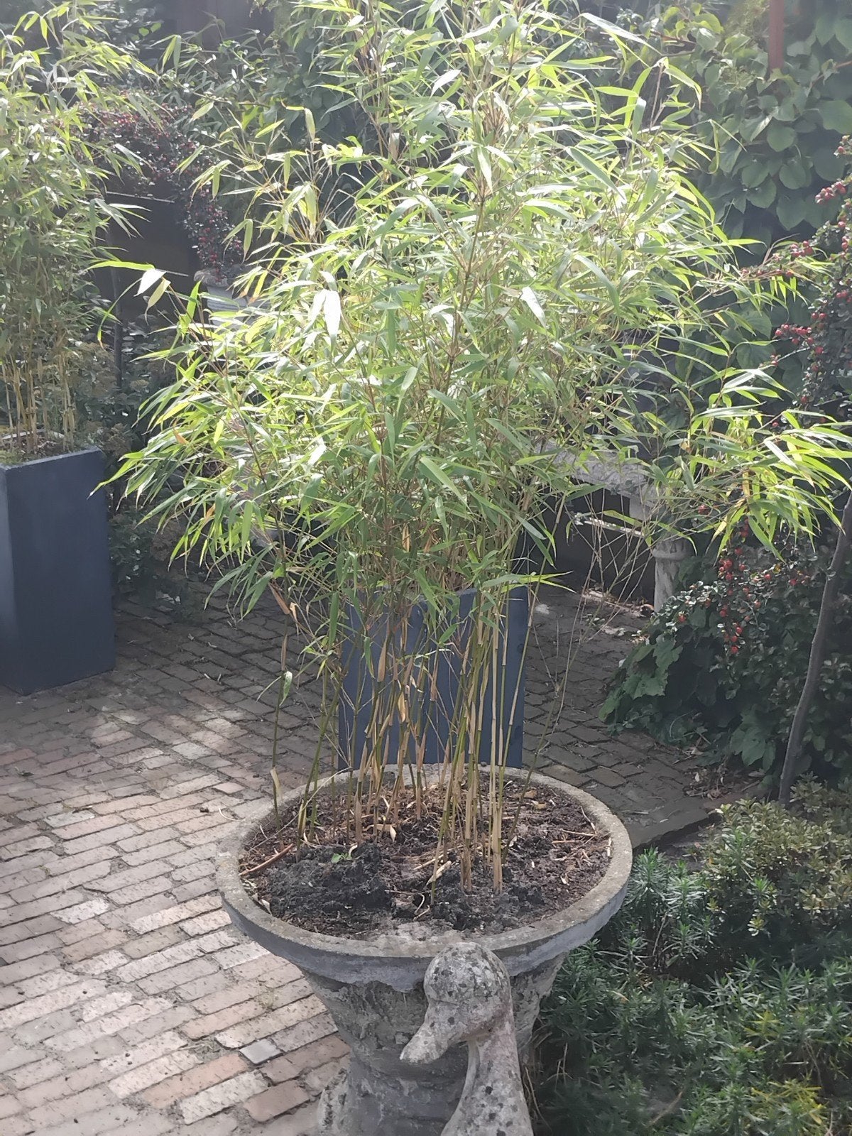 prachtige  bamboe 160  hoog gelijk meenemen  33 euro, Tuin en Terras, Planten | Bomen, Volle zon, Bloeit niet, 100 tot 250 cm