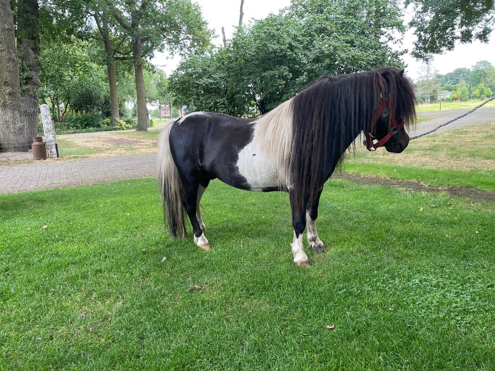 Te koop: mooie zwart bonte dekhengst MERRIE GERESERVEERD, Dieren en Toebehoren, Pony's, Niet van toepassing, 0 tot 2 jaar, A pony (tot 1.17m)