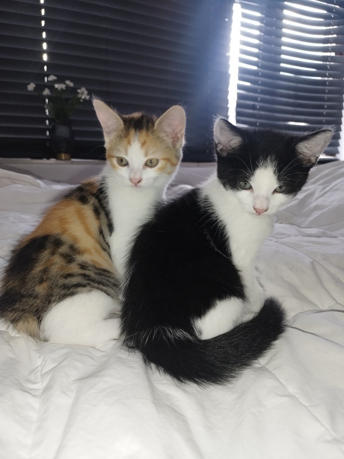 Kittens mogen nestje verlaten, Dieren en Toebehoren, Meerdere dieren, Kortharig, 0 tot 2 jaar
