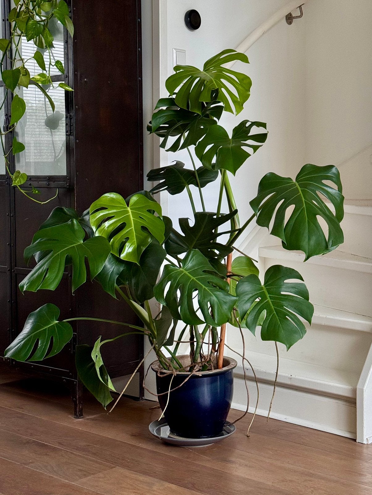 Grote Monstera Deliciosa (Gatenplant) – 150 cm hoog, Huis en Inrichting, Ophalen, Overige soorten, Halfschaduw, 150 tot 200 cm