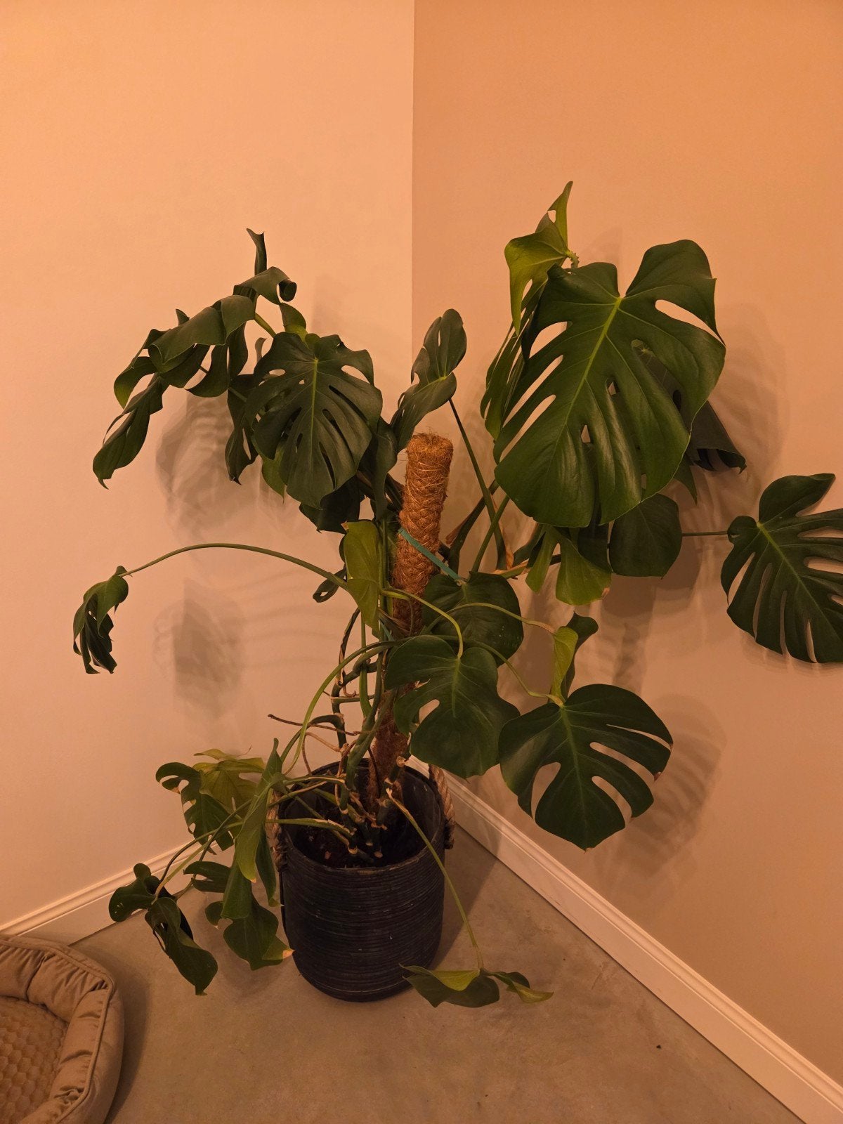 Grote Monstera Deliciosa inclusief rieten bloempot, Ophalen, Overige materialen, Gebruikt, Binnen