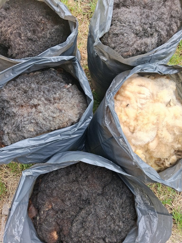 Mooie schapenwol te koop v.d. blauwe en witte texelaar, Meerdere dieren, Schaap