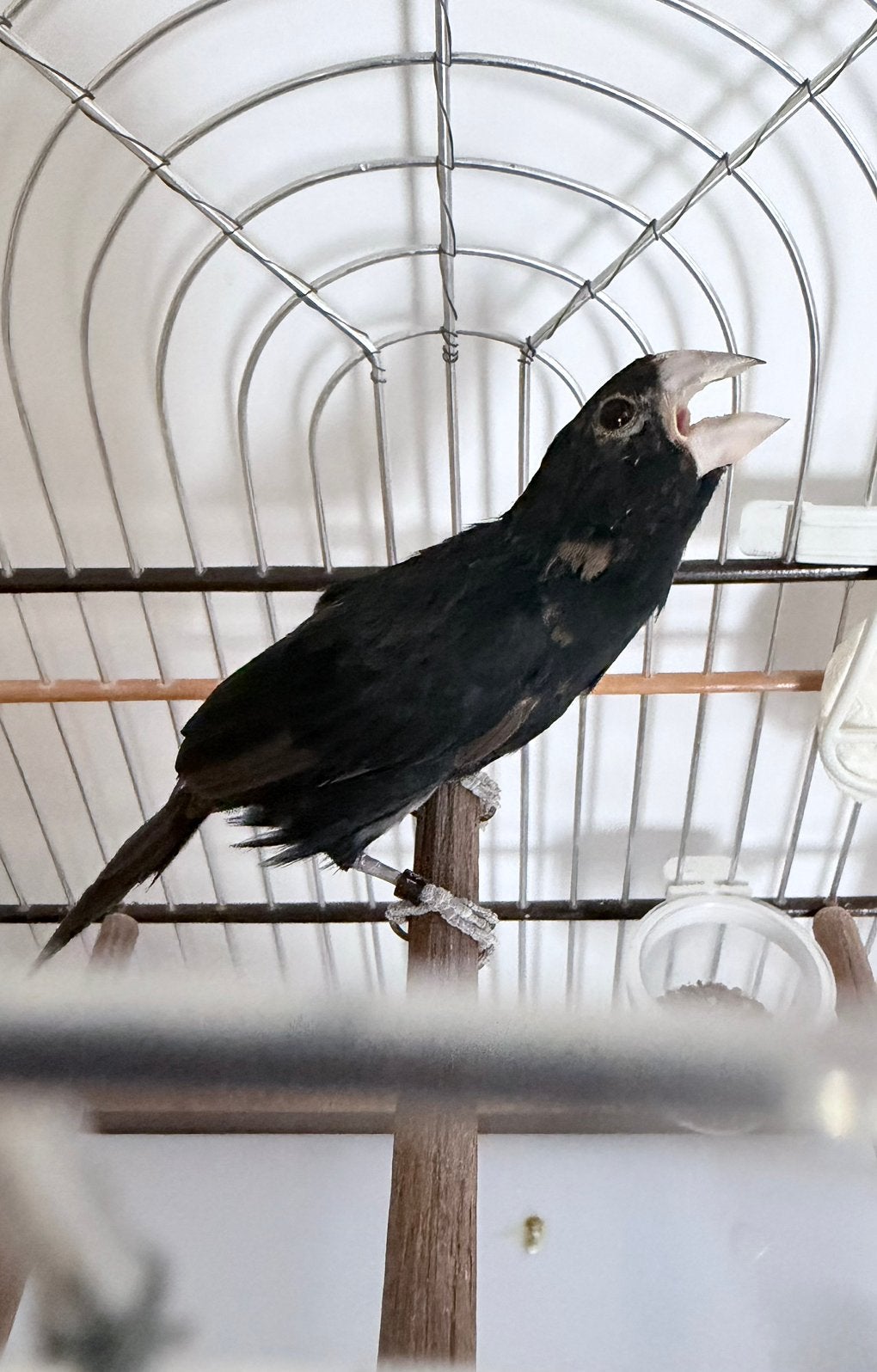 Twatwa 2025, Ophalen, Nieuw, Hout, Vogelkooi