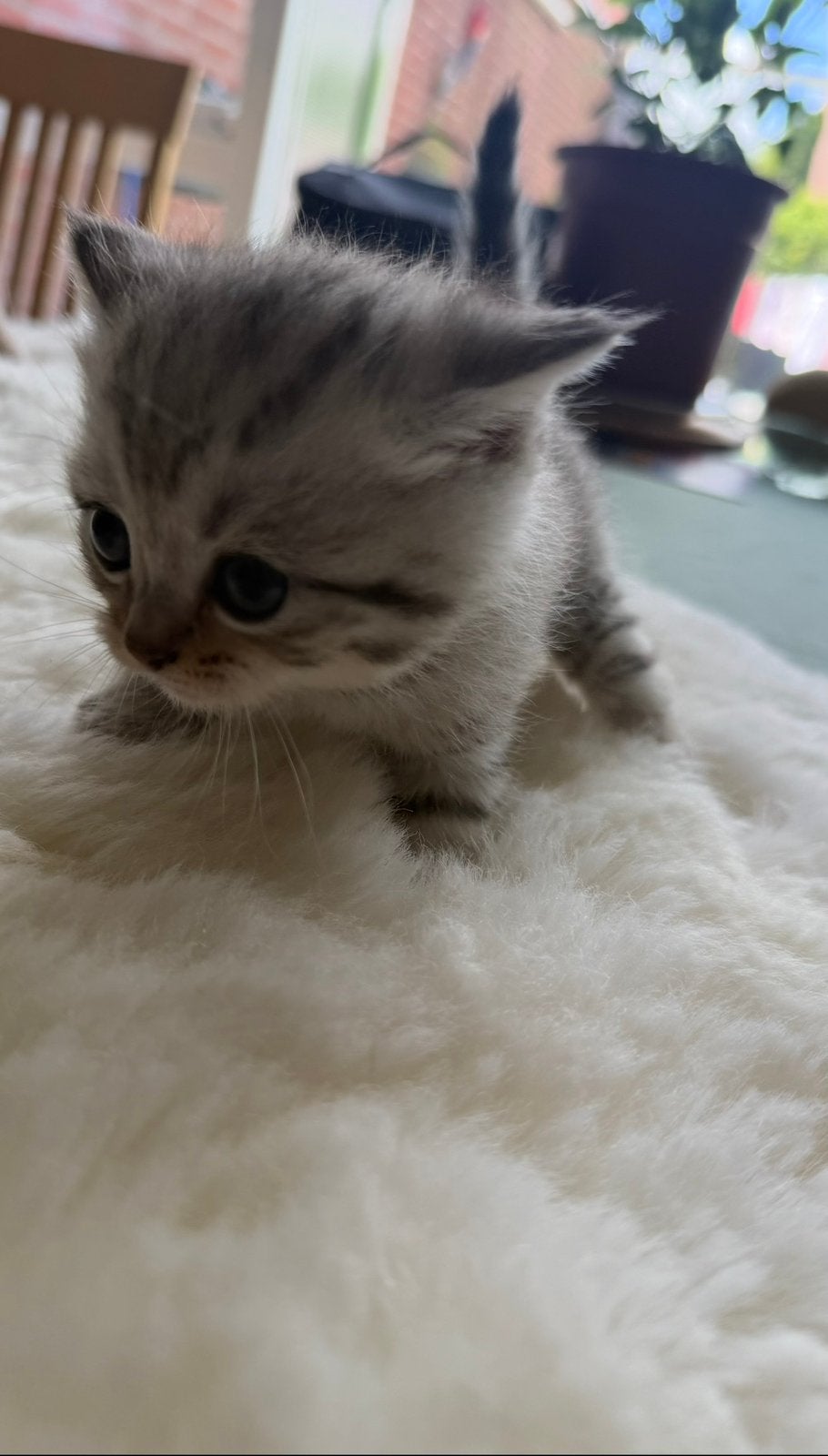 Britse korthaar kittens, Meerdere dieren