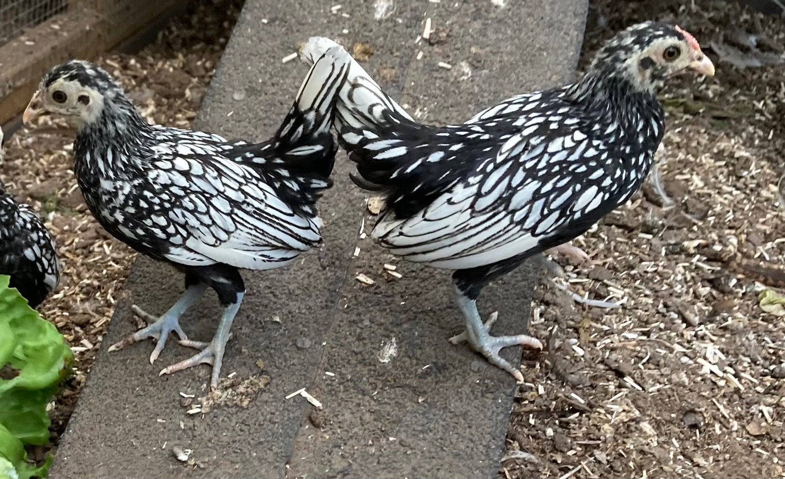 Sebright kipjes, Dieren en Toebehoren, Pluimvee, Meerdere dieren, Kip