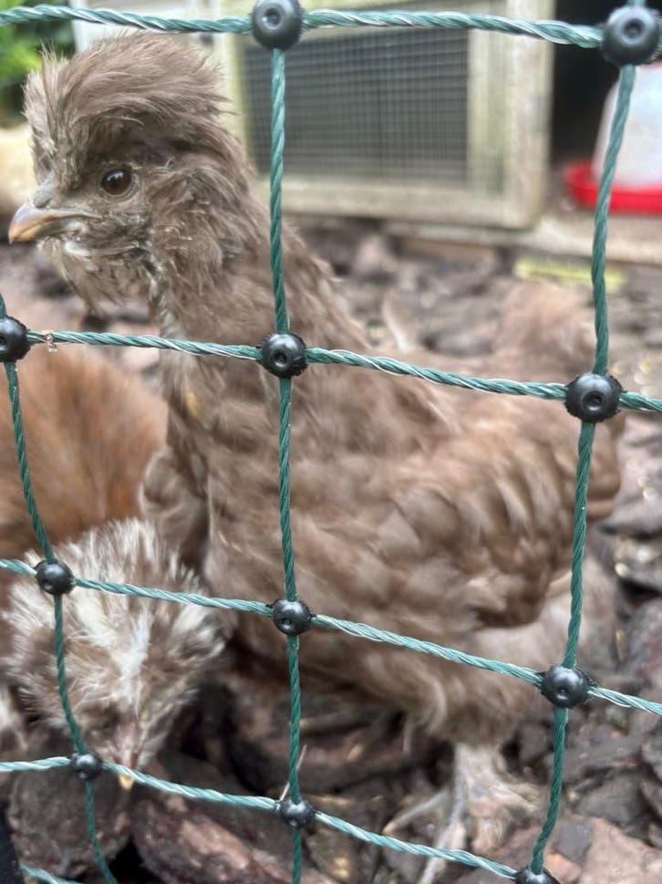 5 USA zijdehoen kuikens, Dieren en Toebehoren, Geslacht onbekend, Kip