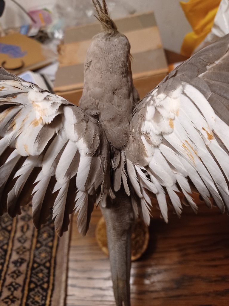Opgezette vogel het is ophalen aub, Ophalen, Zo goed als nieuw, Vogel, Opgezet dier