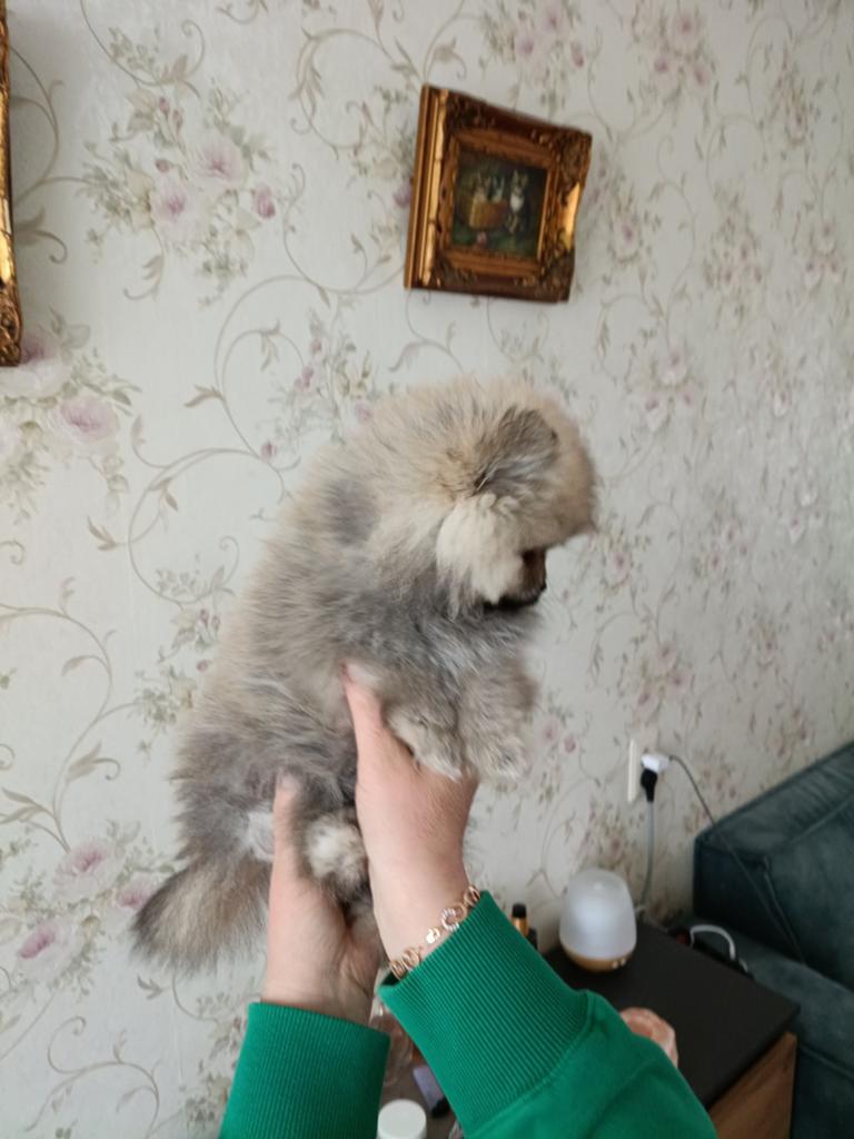 Pomeriaan pups meisje super mooi NL, Keeshond, Meerdere, Meerdere dieren, Nederland