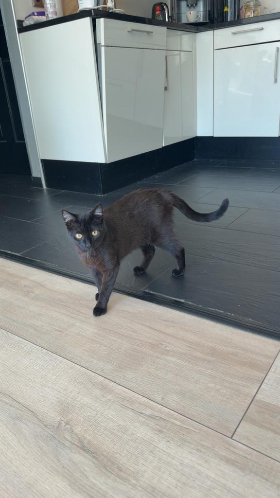 Poes zwart 9 maanden oud, Dieren en Toebehoren, Katten en Kittens | Overige Katten, Poes