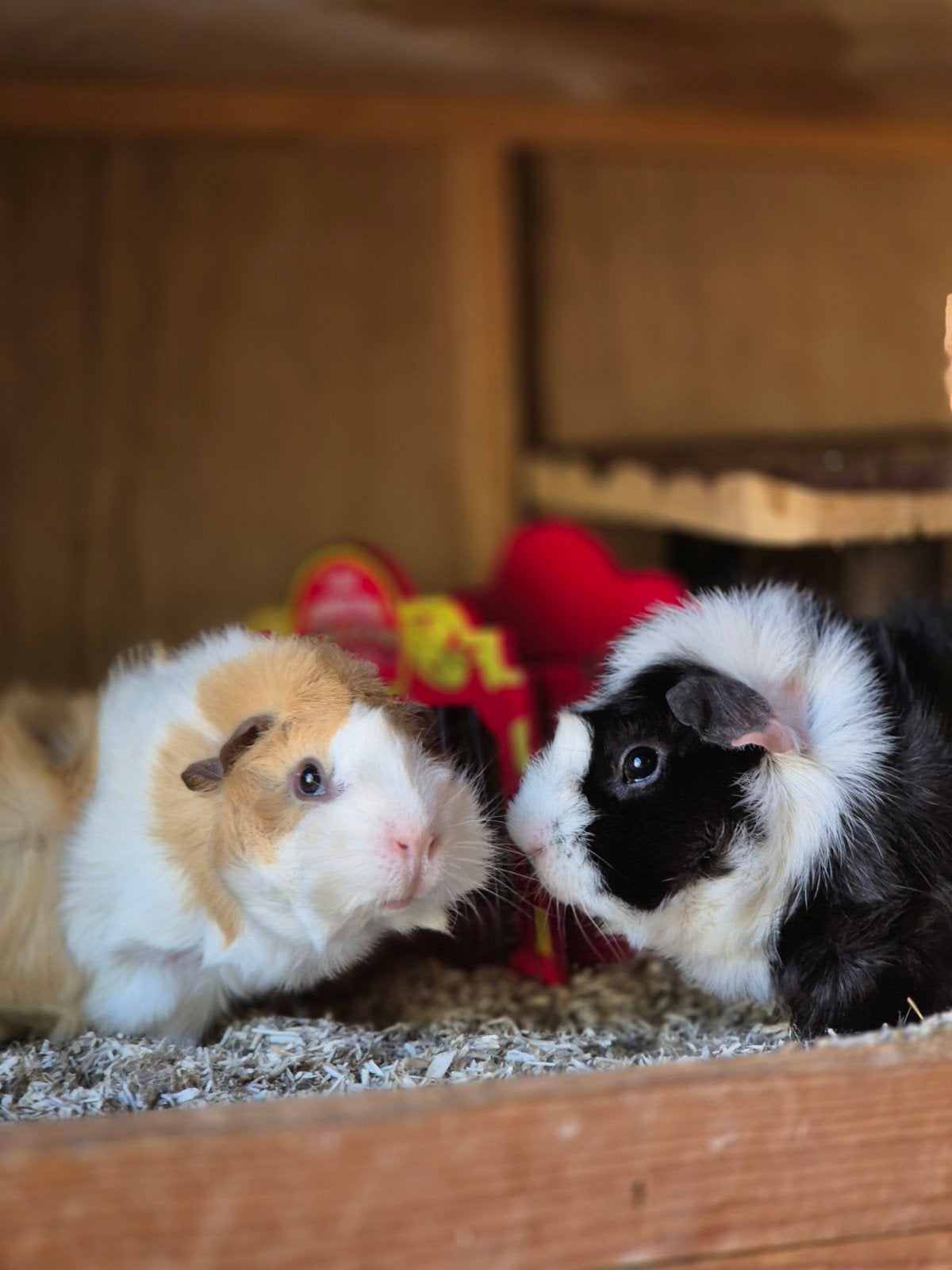 Cavia vakantie opvang, Dieren en Toebehoren, Knaagdieren, December, Meerdere dieren, Cavia