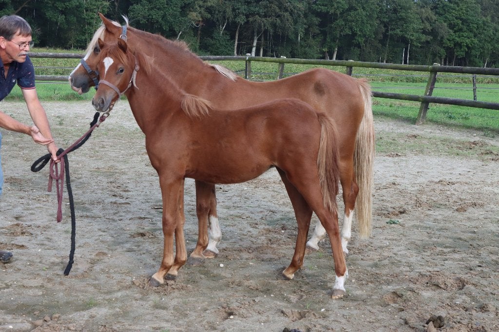 1 welsh B merrie veulen, Met stamboom, Niet van toepassing, 0 tot 2 jaar, A pony (tot 1.17m)