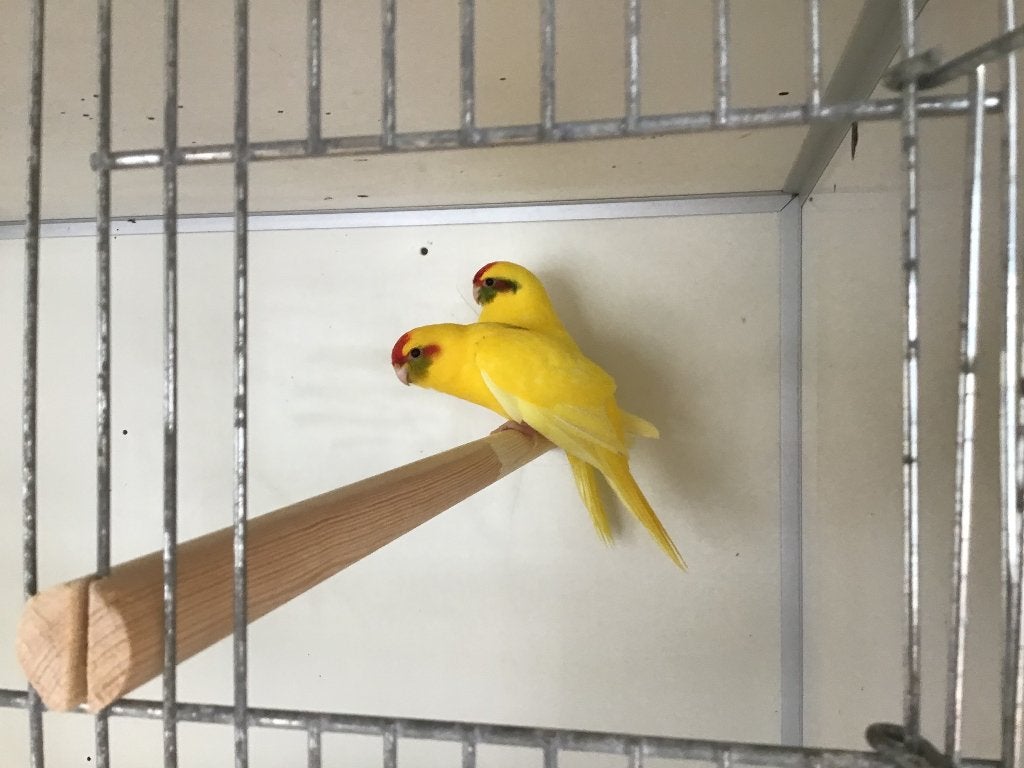 Kakariki parkieten 15€ per stuk, Dieren en Toebehoren, Meerdere dieren, Parkiet