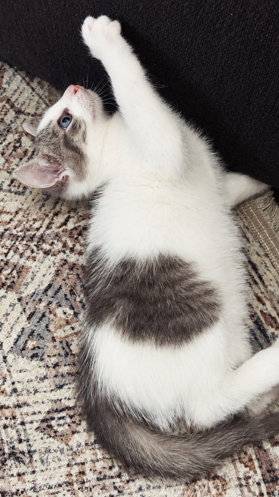 Kittens, Meerdere dieren, Kortharig