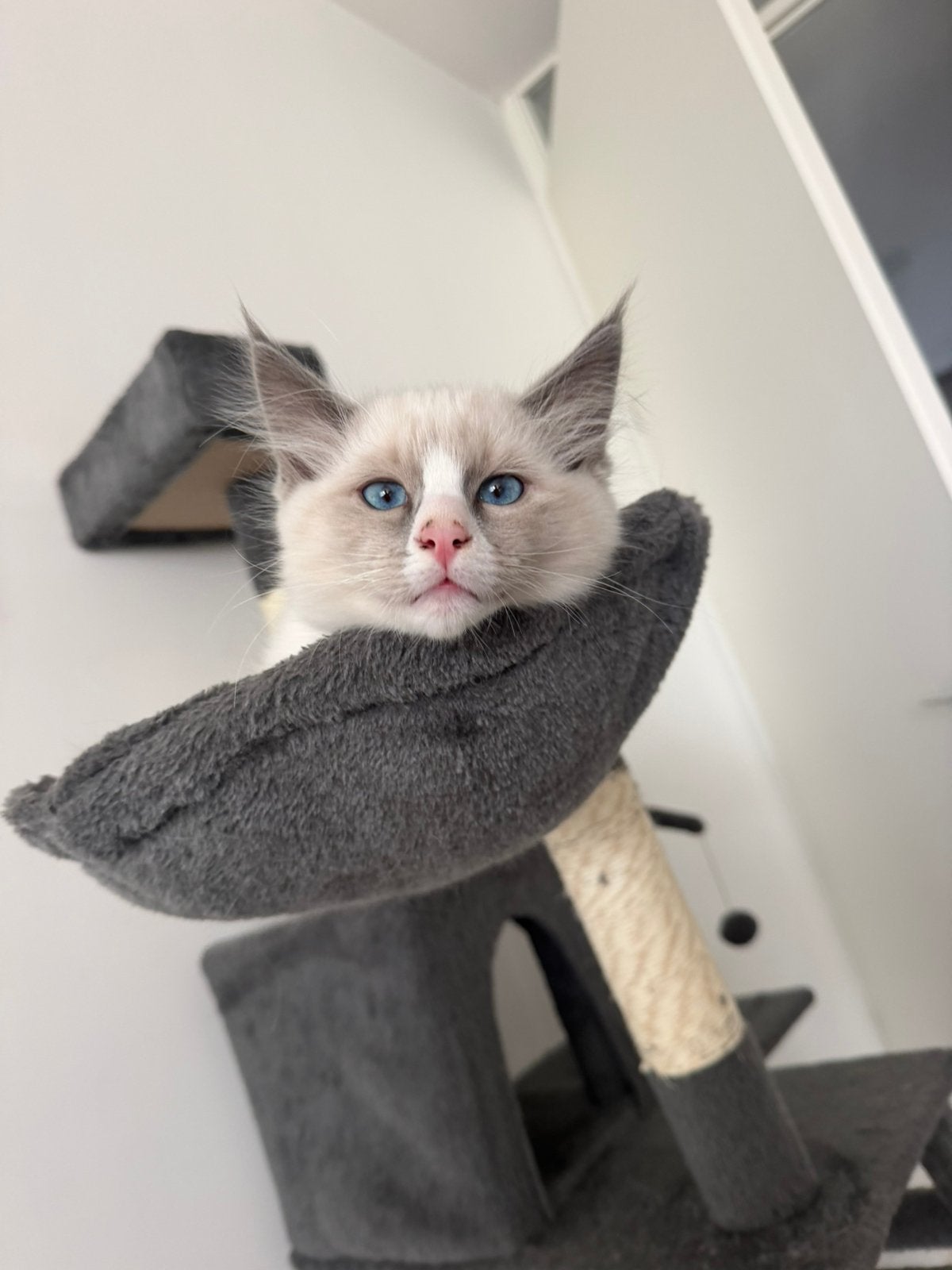 Knappe Ragdoll kitten, Kater, 0 tot 2 jaar