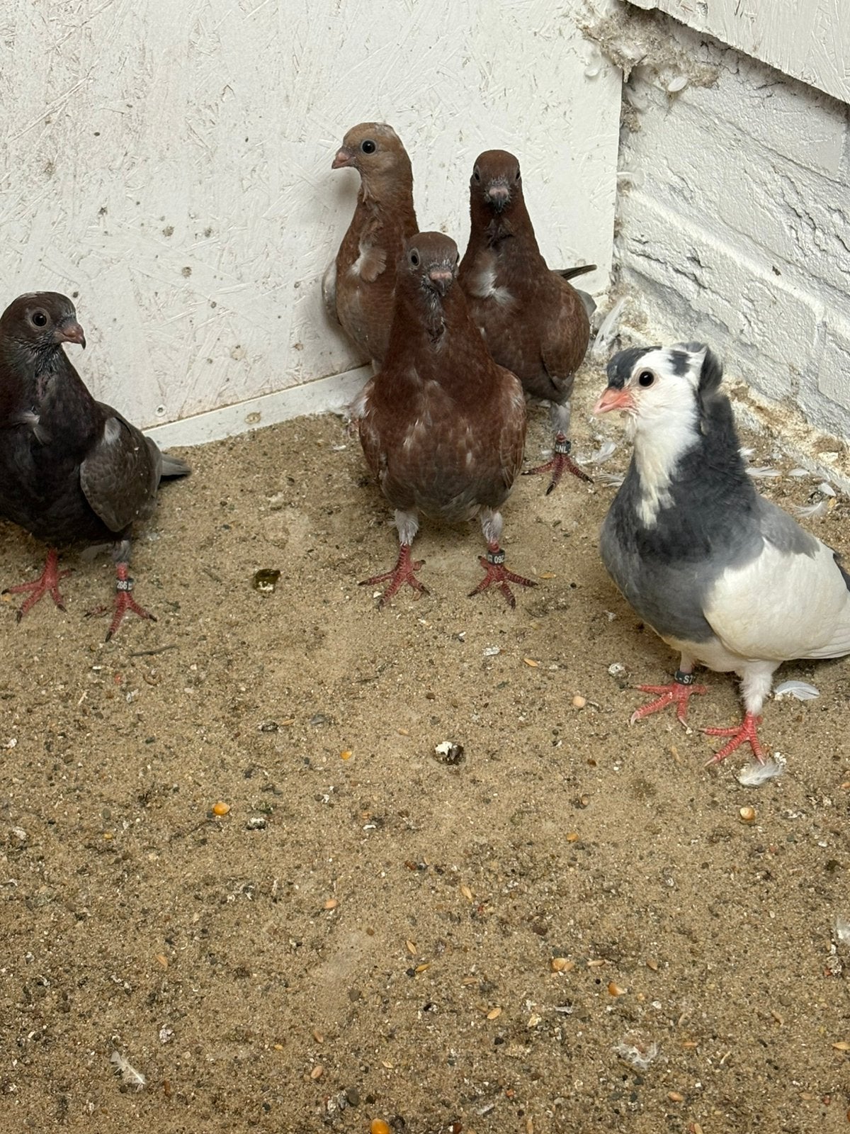 Vier jonge  Figurita duiven, Dieren en Toebehoren, Vogels | Duiven, Meerdere dieren, Overige soorten