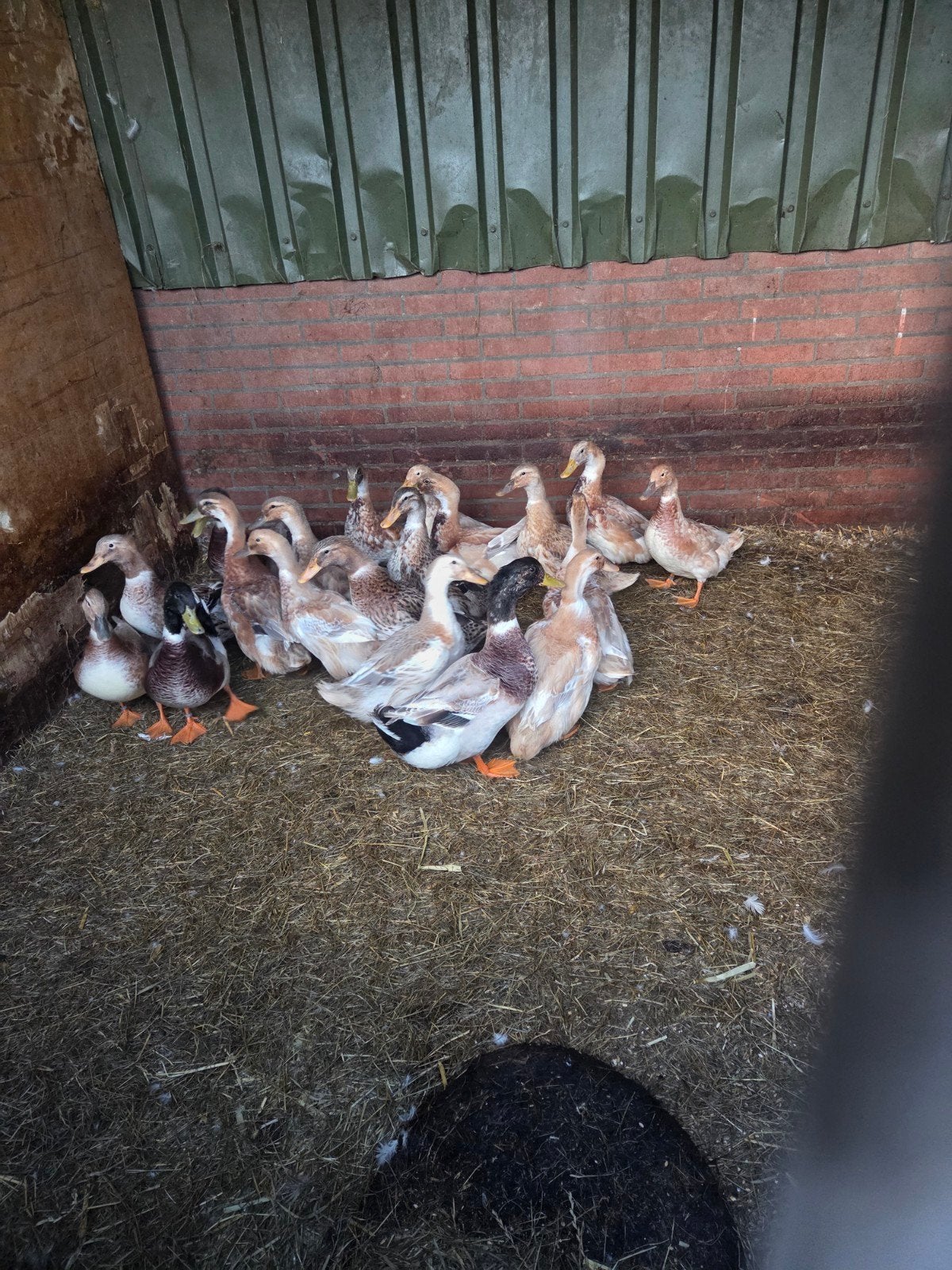 te koop Saksische eenden, Dieren en Toebehoren, Pluimvee, Meerdere dieren, Eend